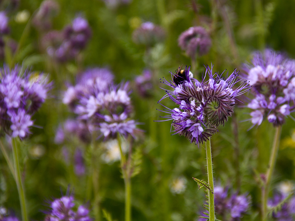 Bienenfreund - Phacelia