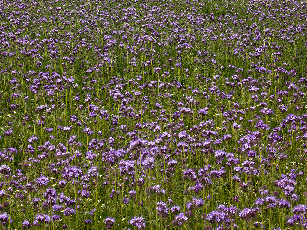 Bienenfreund - Phacelia