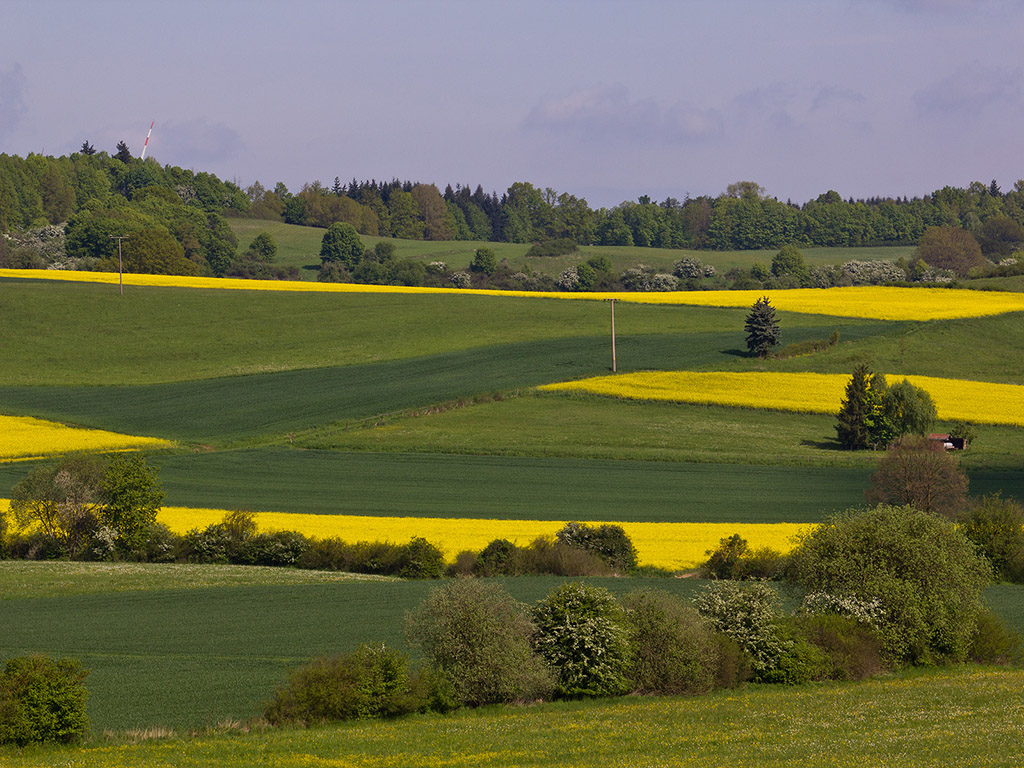 Frühlingslandschaft - Raps