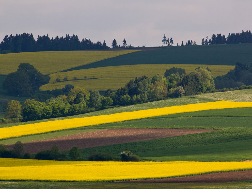 Frühlingslandschaft - Raps