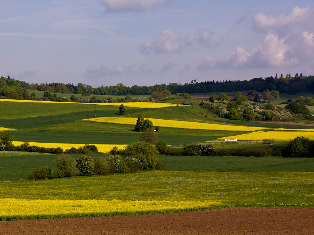 Frühlingslandschaft - Raps