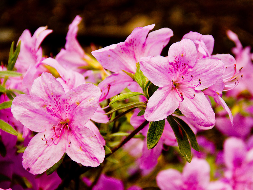 Rhododendron #001