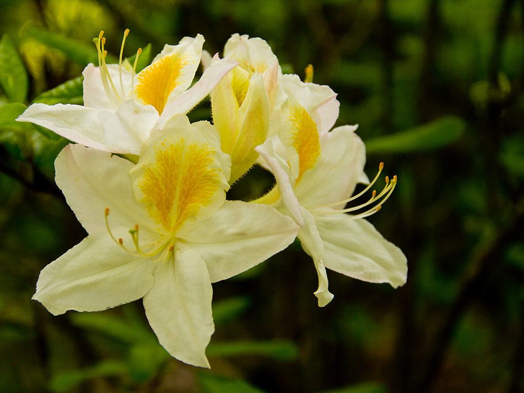 Rhododendron #002