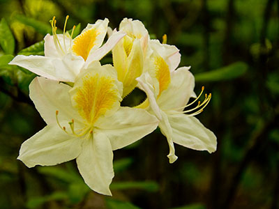 Rhododendron