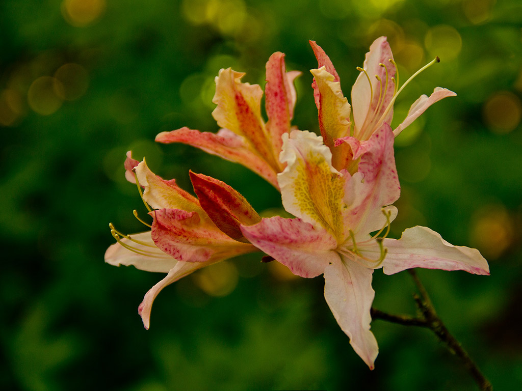 Rhododendron #003