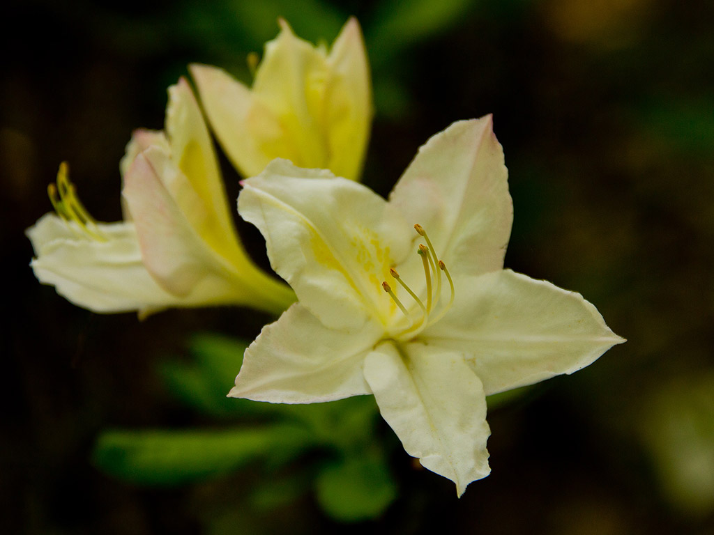 Rhododendron #005
