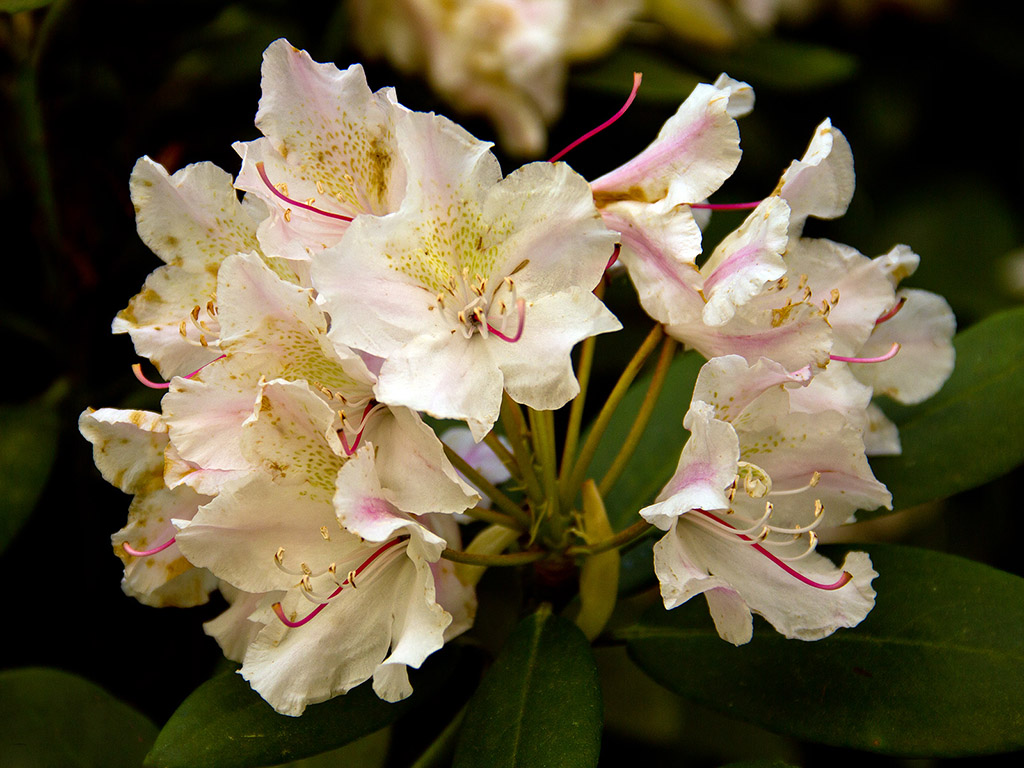 Rhododendron #007