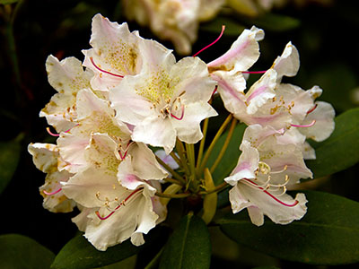 Rhododendron