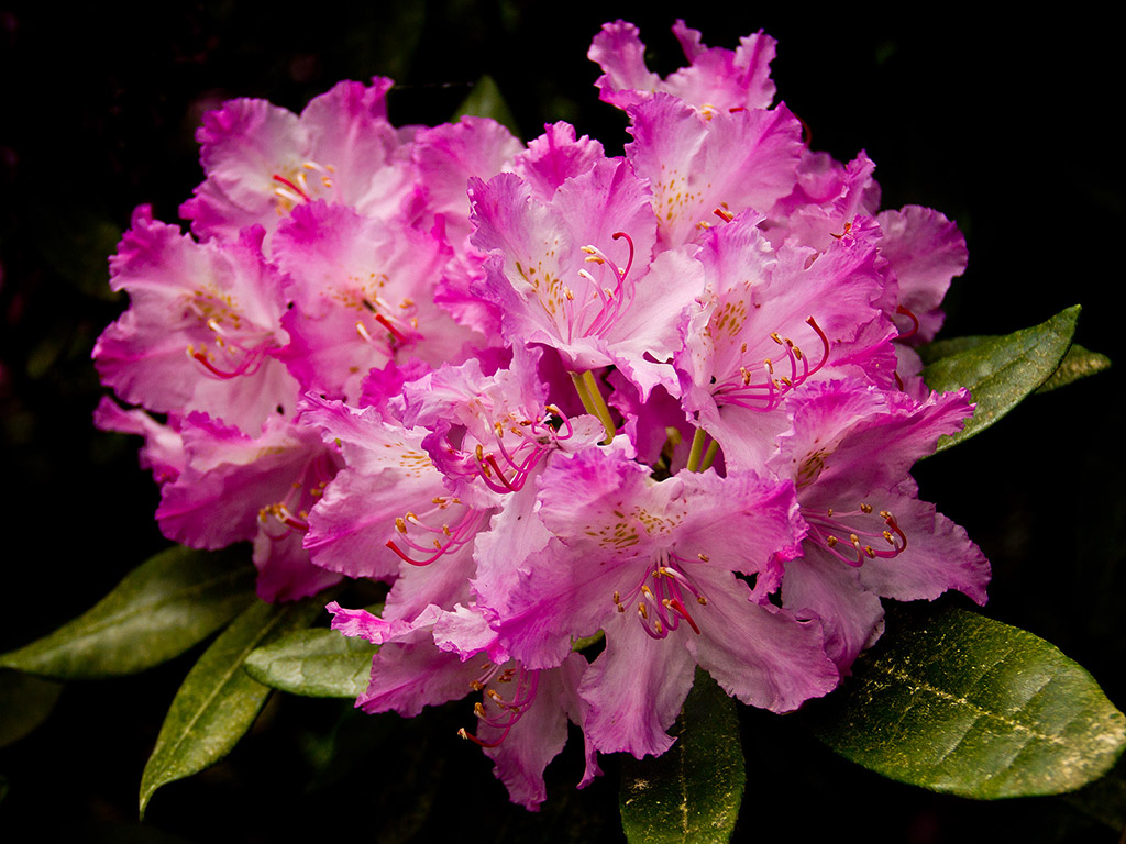 Rhododendron #008
