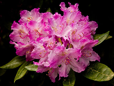 Rhododendron