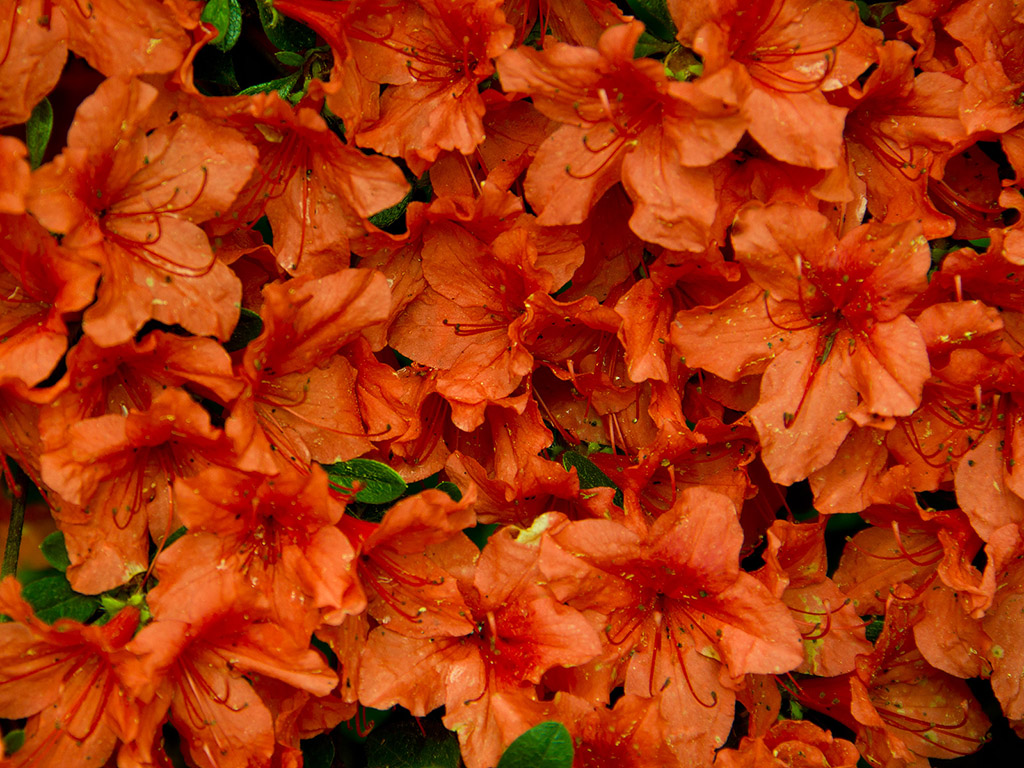 Rhododendron #009