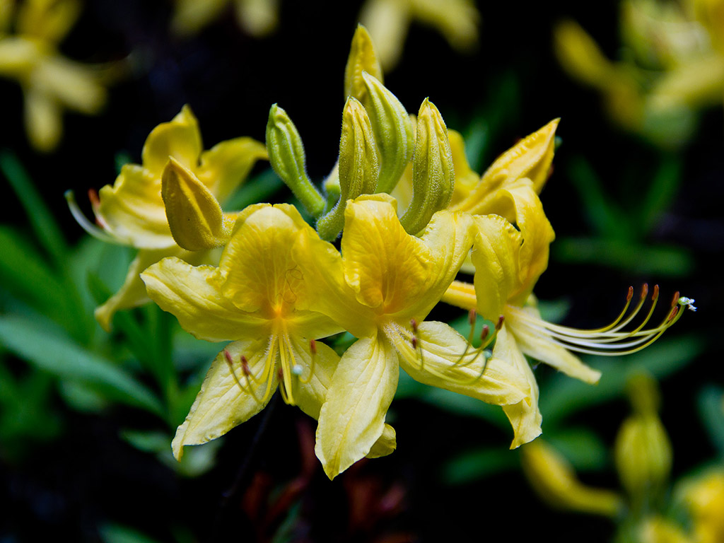 Rhododendron