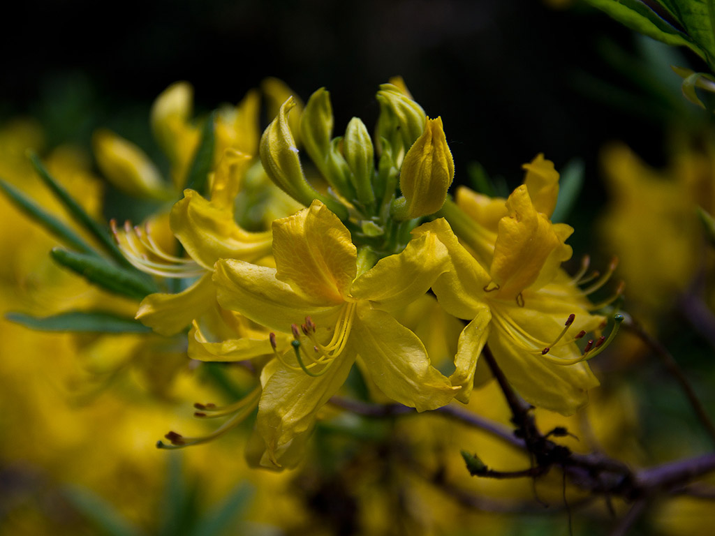 Rhododendron