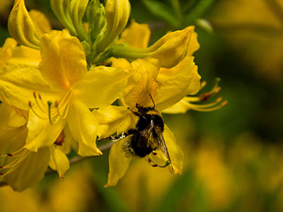 Rhododendron