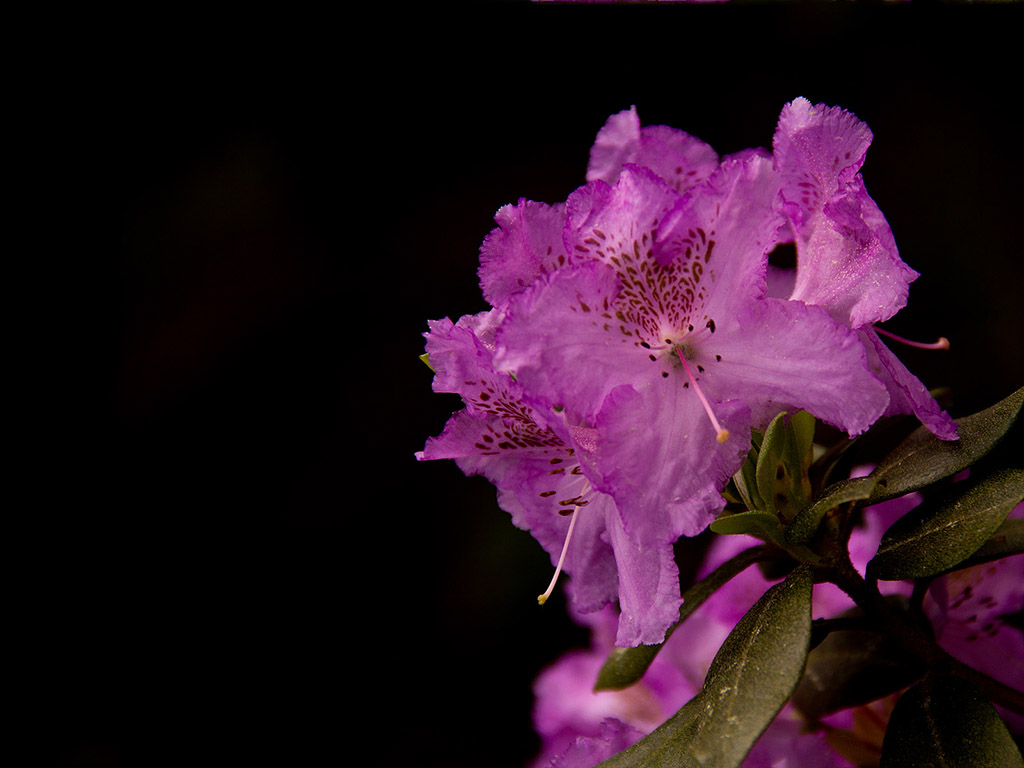 Rhododendron #014