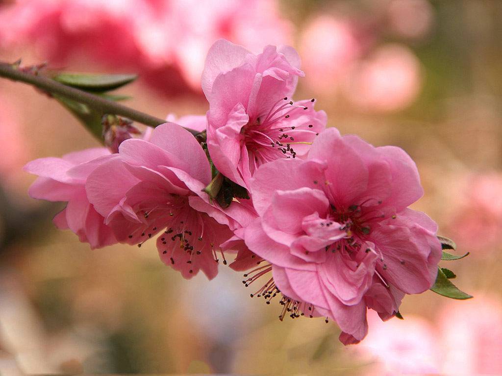 Frühling: Sakura - Japanische Kirschblüte