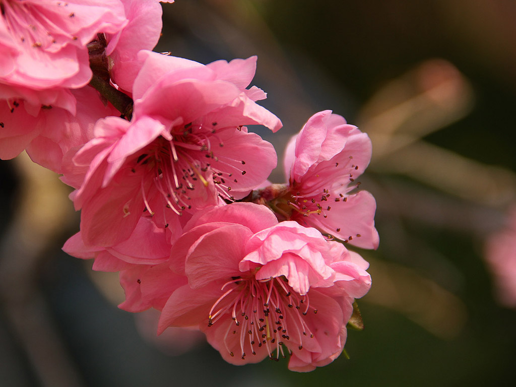 Frühling: Sakura - Japanische Kirschblüte