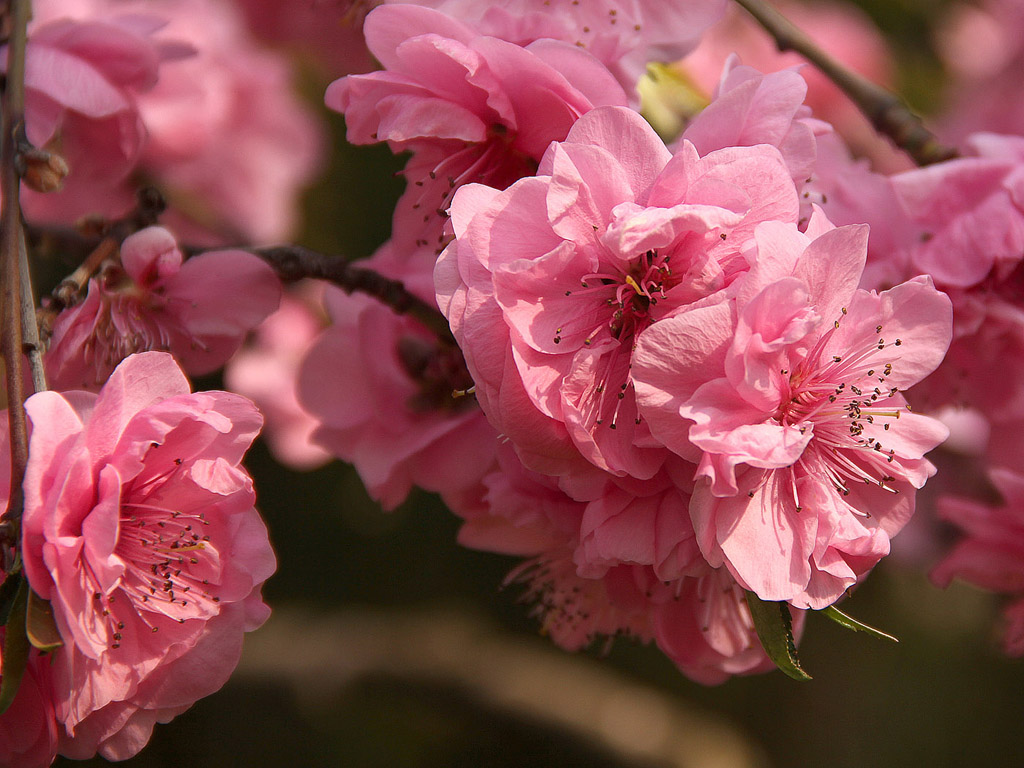 Frühling: Sakura - Japanische Kirschblüte