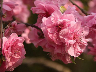 Sakura - japanische Kirschblüte