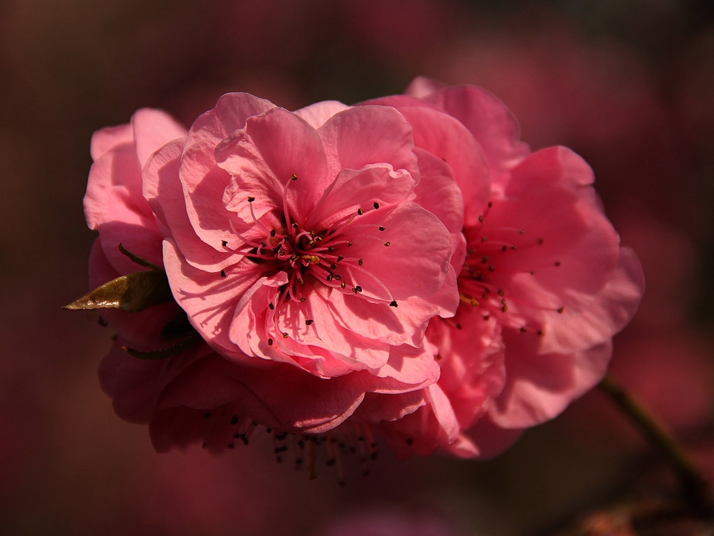 Frühling: Sakura - Japanische Kirschblüte