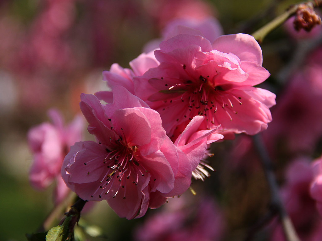 Frühling: Sakura - Japanische Kirschblüte