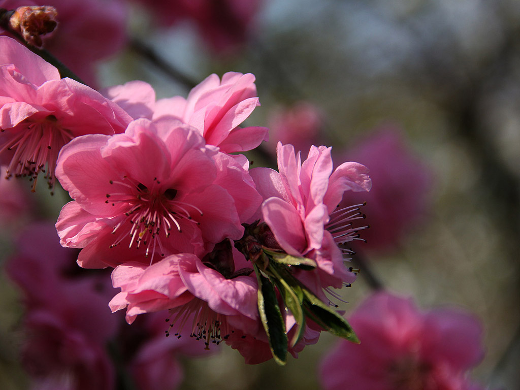 Frühling: Sakura - Japanische Kirschblüte