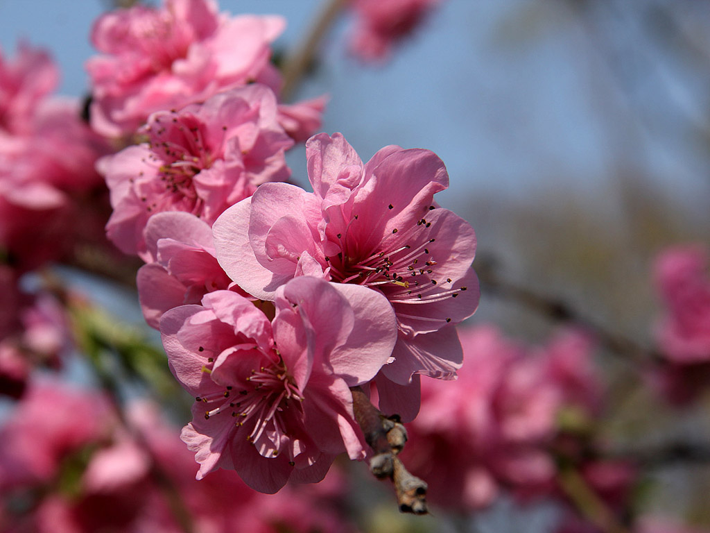 Frühling: Sakura - Japanische Kirschblüte