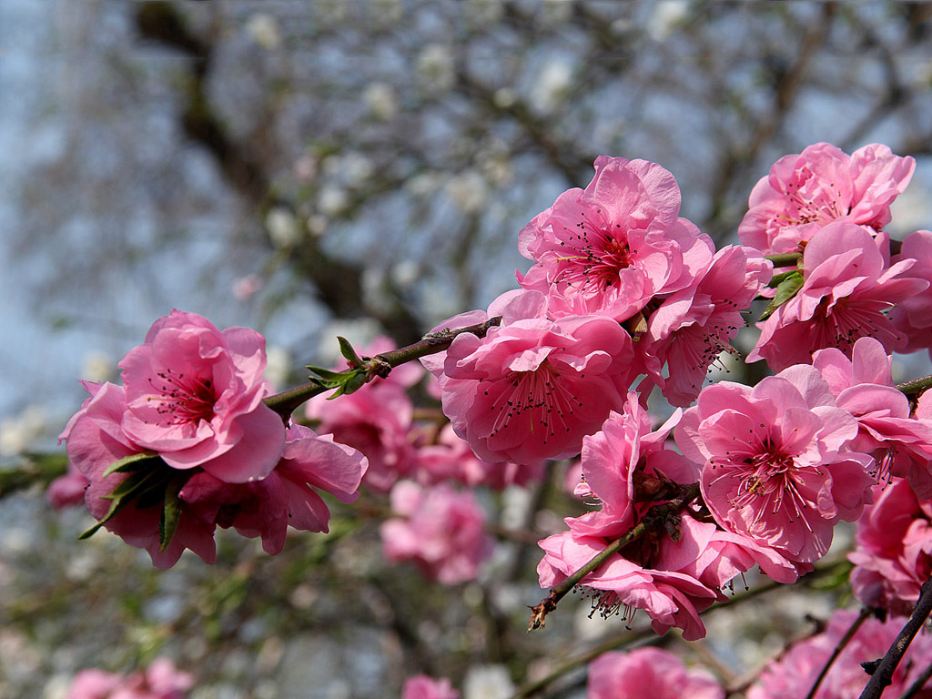 Frühling: Sakura - Japanische Kirschblüte