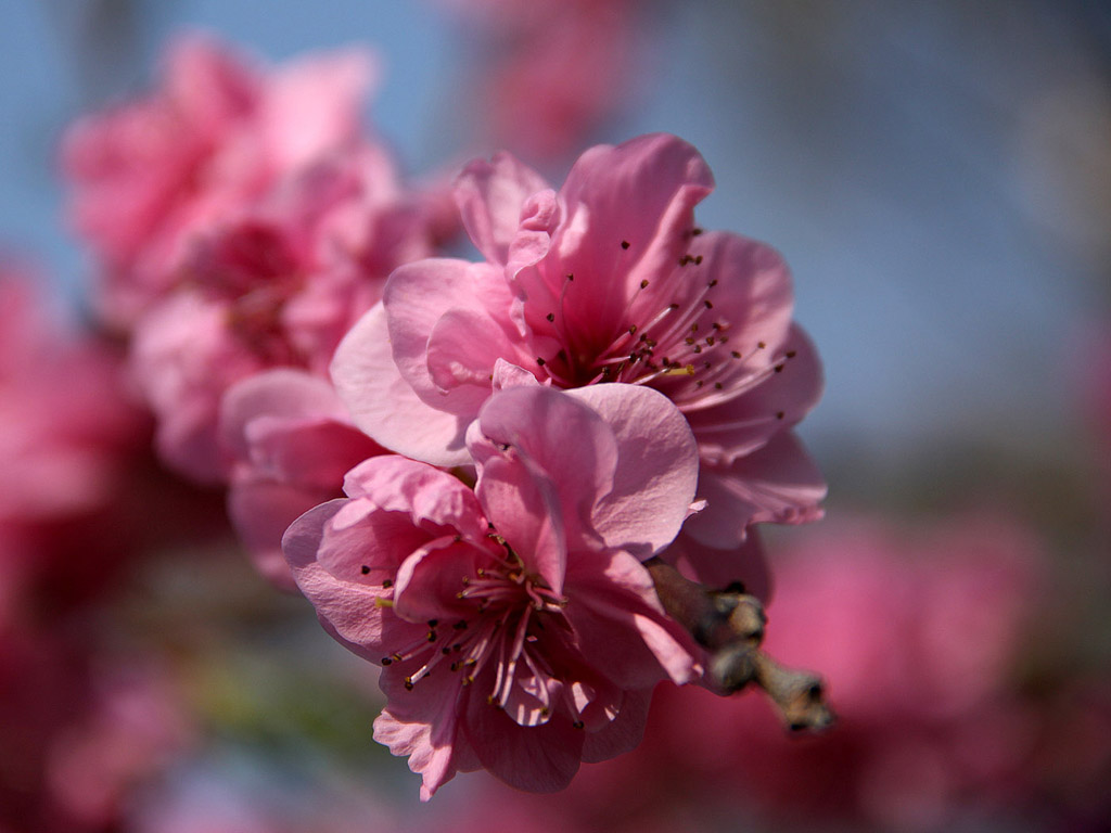 Frühling: Sakura - Japanische Kirschblüte