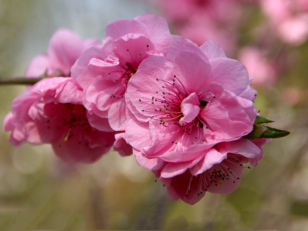 Frühling: Sakura - Japanische Kirschblüte