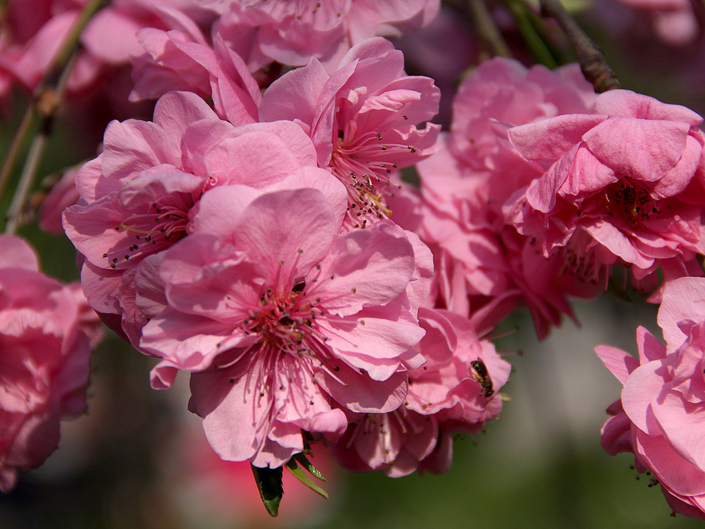 Frühling: Sakura - Japanische Kirschblüte