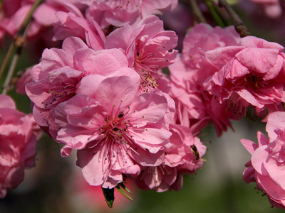 Sakura - japanische Kirschblüte