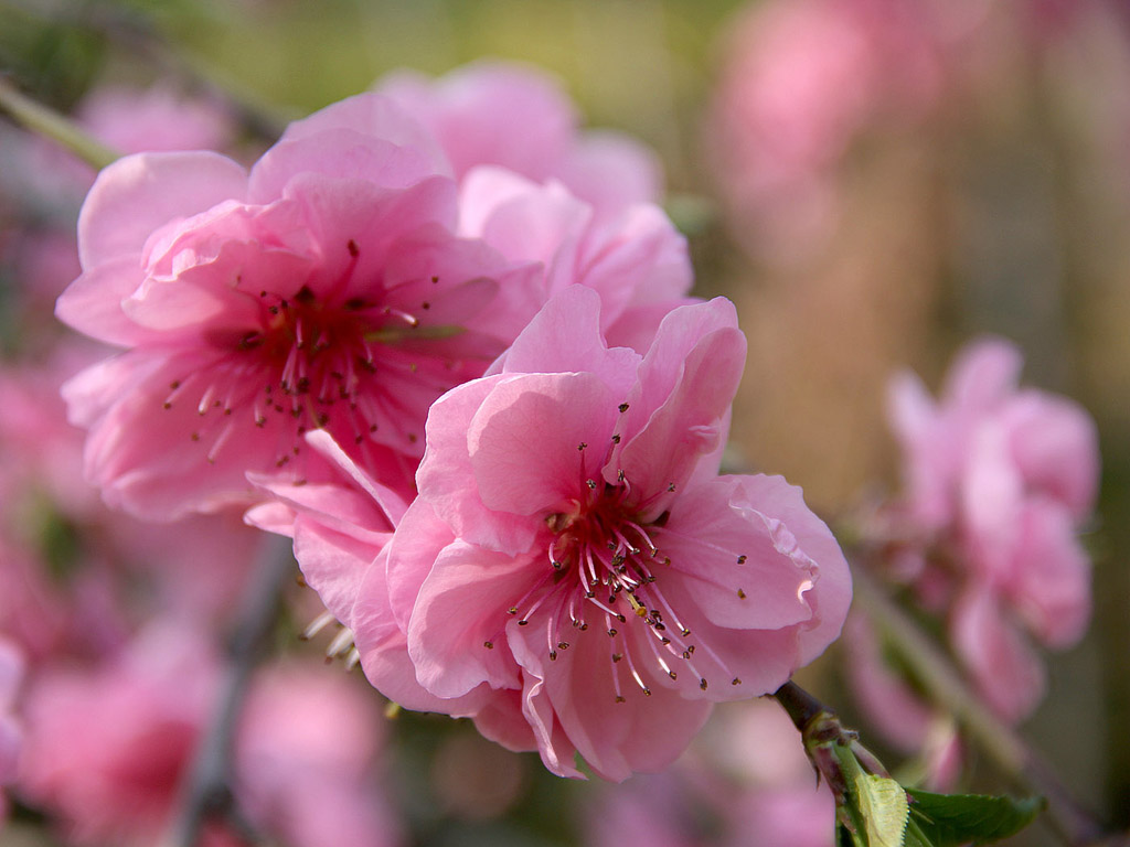 Frühling: Sakura - Japanische Kirschblüte