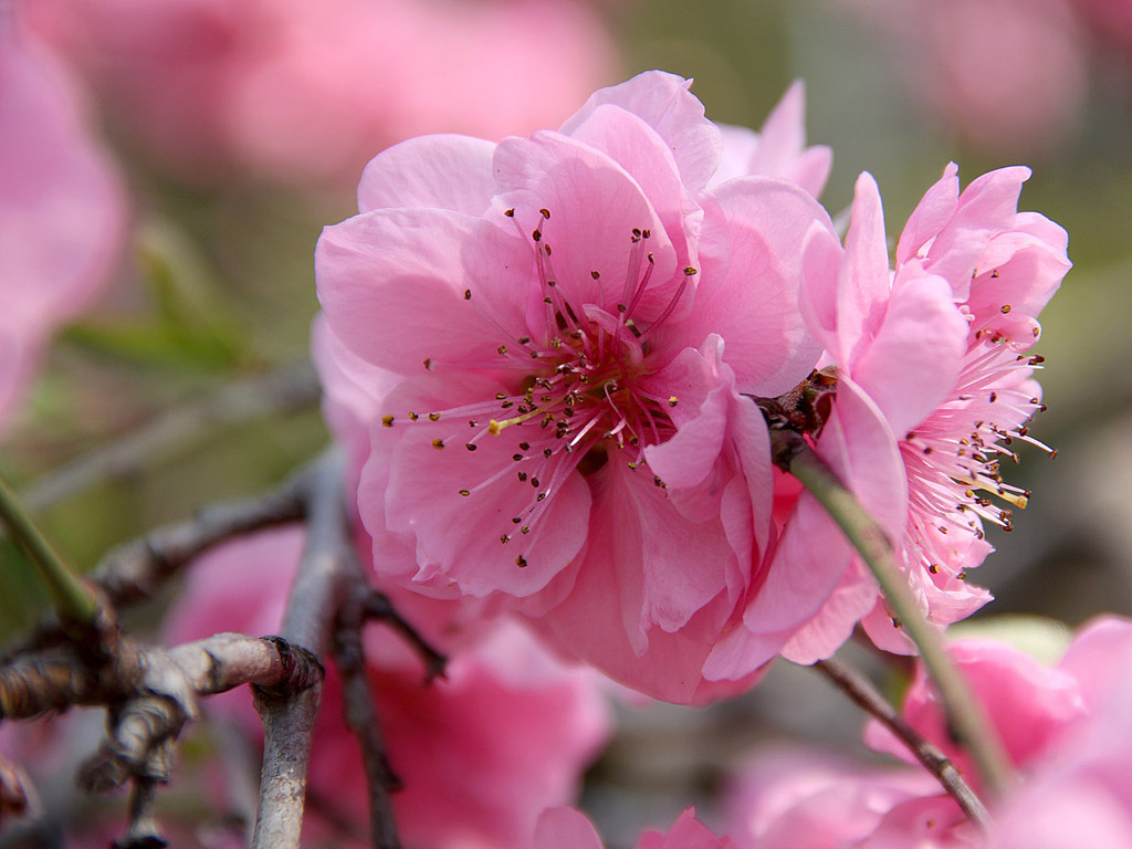 Frühling: Sakura - Japanische Kirschblüte