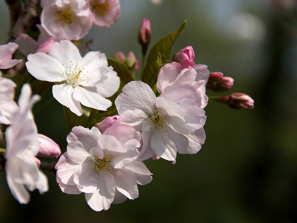 Frühling: Sakura - Japanische Kirschblüte