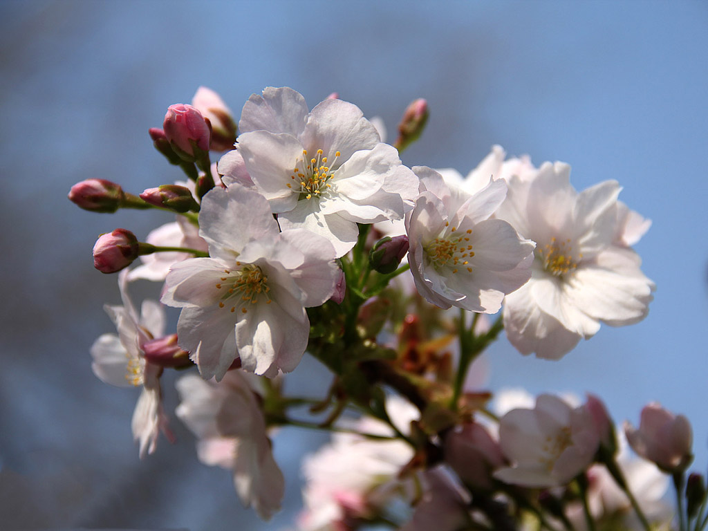 Frühling: Sakura - Japanische Kirschblüte