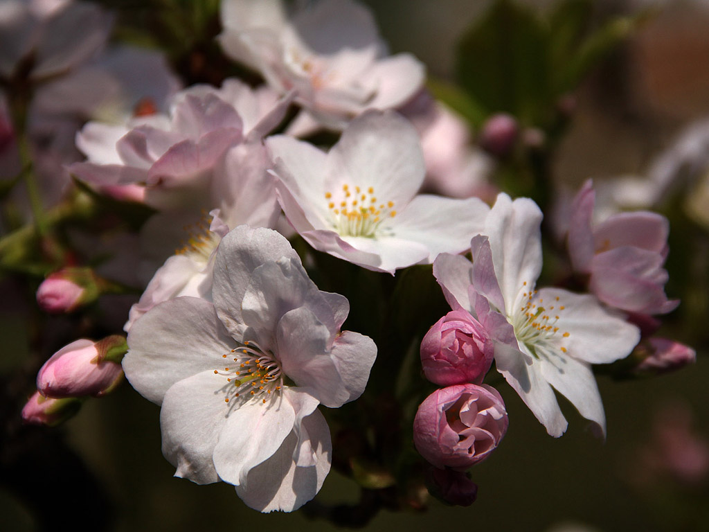 Frühling: Sakura - Japanische Kirschblüte