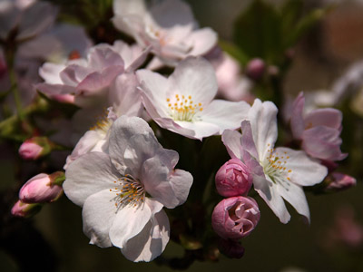 Sakura (Japanische Kirschblüte)