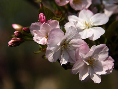 Sakura (Japanische Kirschblüte)