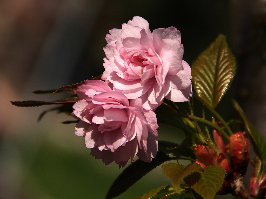 Frühling: Sakura - Japanische Kirschblüte