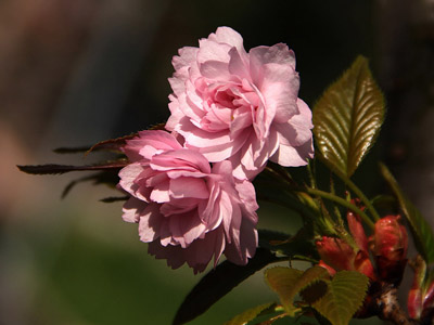 Sakura (Japanische Kirschblüte)