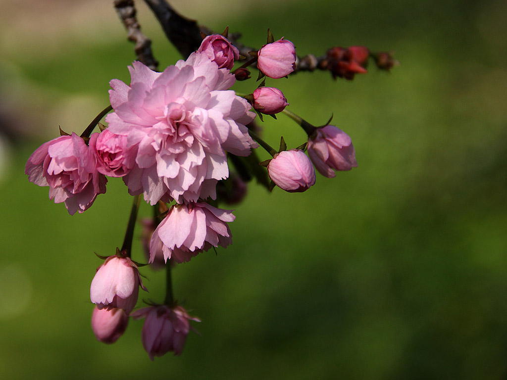 Frühling: Sakura - Japanische Kirschblüte