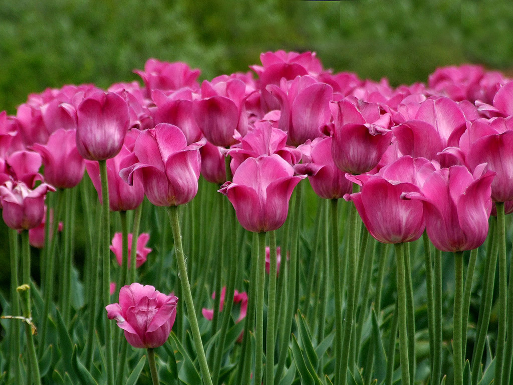 Frühling: Tulpe