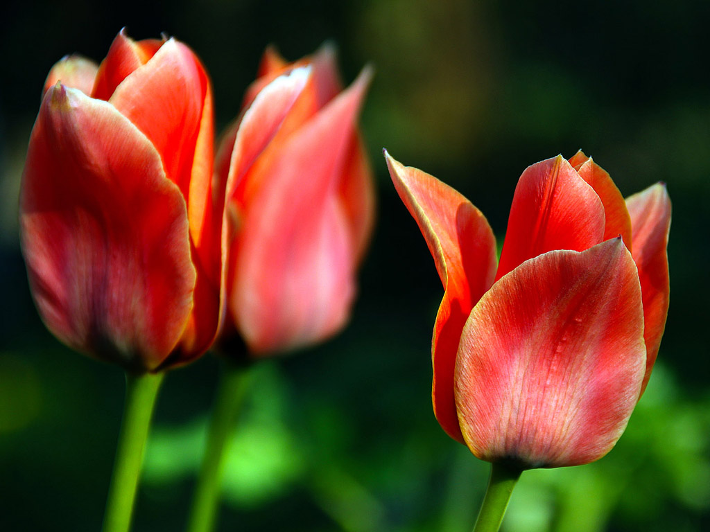 Frühling: Tulpe