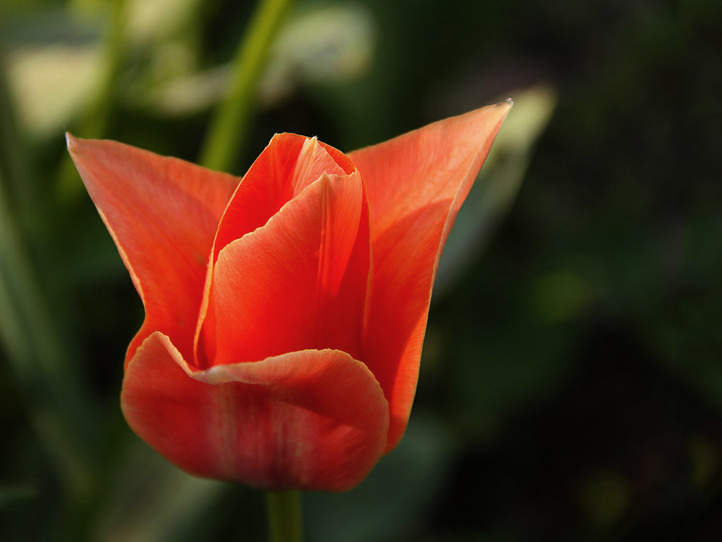 Frühling: Tulpe