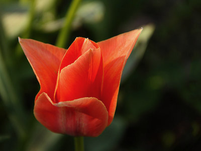 Frühling - blühende Tulpe