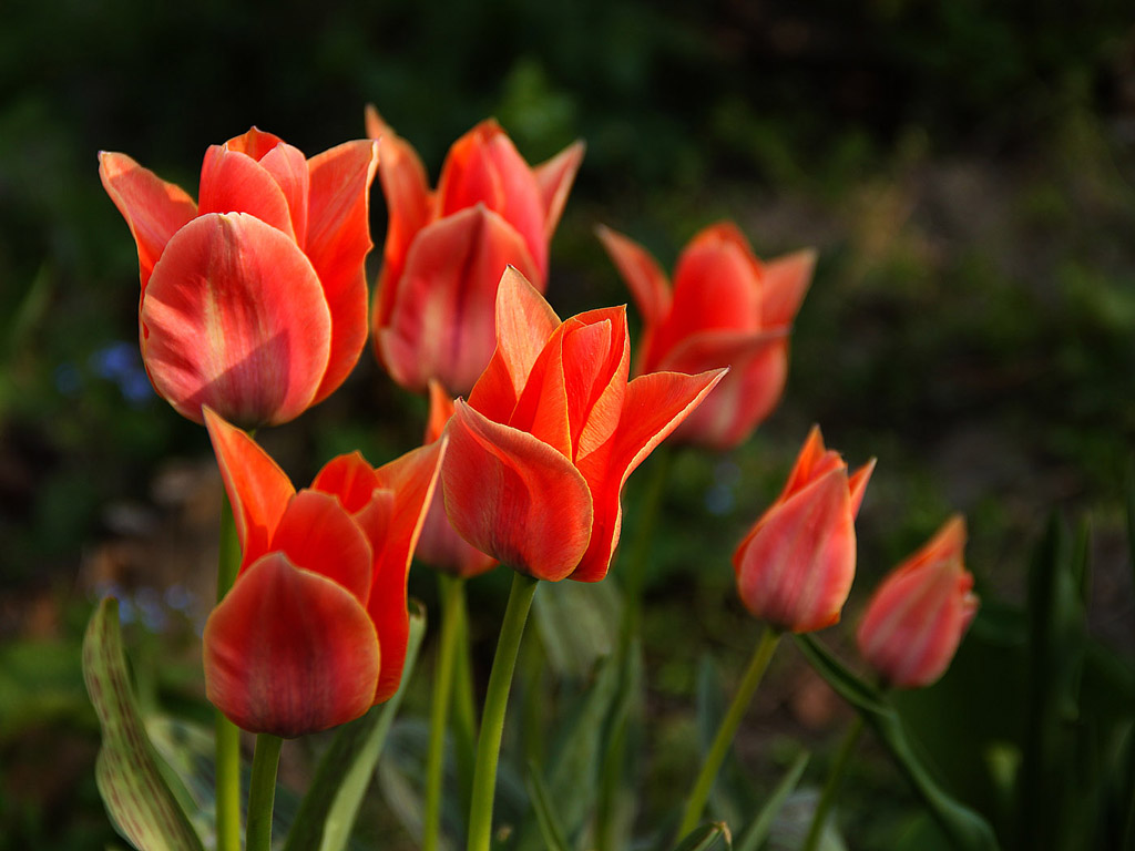 Frühling: Tulpe