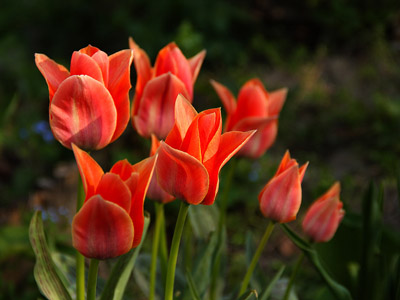 Tulpen