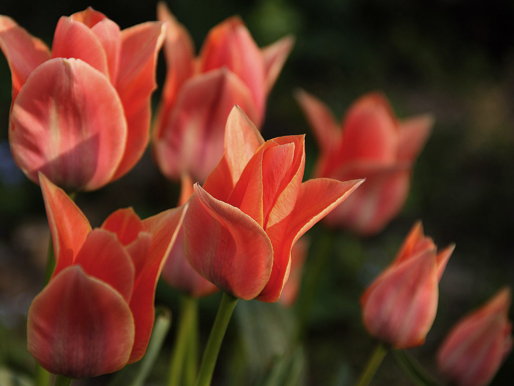 Frühling: Tulpe