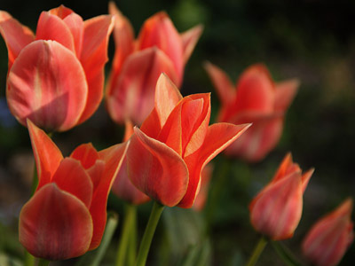 Tulpe - Frühling